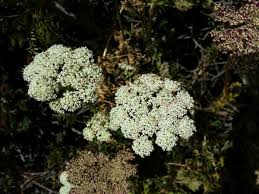 Attēlu rezultāti vaicājumam “Libanotis montana flower”