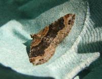 Attēlu rezultāti vaicājumam “Xanthorhoe ferrugata”
