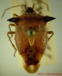 Attēlu rezultāti vaicājumam “Elasmucha ferrugata”