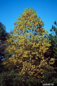 Attēlu rezultāti vaicājumam “Liriodendron tulipifera”