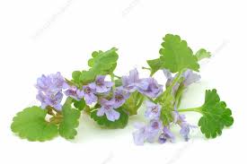 Image result for Glechoma hederacea