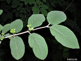 Attēlu rezultāti vaicājumam “Lonicera xylosteum leaf”