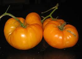 Afbeeldingsresultaat voor amana orange beefsteak tomato