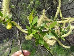 Attēlu rezultāti vaicājumam “Salix Vetrix”