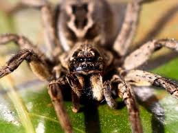 Image result for spider