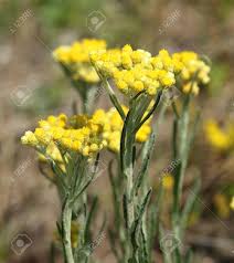 Attēlu rezultāti vaicājumam “Helichrysum arenarium bud”