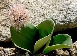Attēlu rezultāti vaicājumam “Betula humilis female flower”