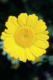 Image result for Anthemis tinctoria