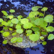 Attēlu rezultāti vaicājumam “Hydrocotyle vulgaris flower”