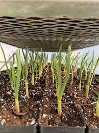 Attēlu rezultāti vaicājumam “Allium sativum”