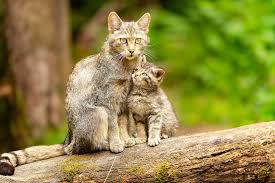 Attēlu rezultāti vaicājumam “Felis silvestris catus adult”