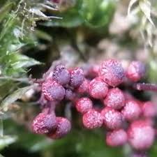 Attēlu rezultāti vaicājumam “Arcyria affinis”