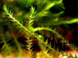 Attēlu rezultāti vaicājumam “Brachythecium rivulare”