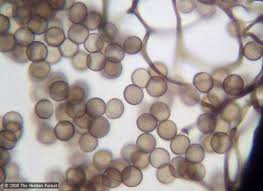 Attēlu rezultāti vaicājumam “Stemonitis splendens stalked”