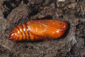 Attēlu rezultāti vaicājumam “Agrochola helvola imago”