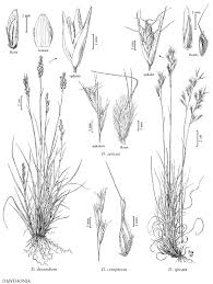 Attēlu rezultāti vaicājumam “Danthonia decumbens fruit”