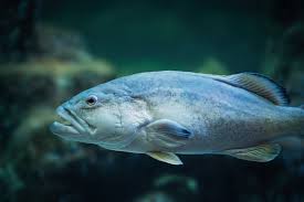 Image result for Mycteroperca microlepis