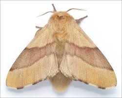 Attēlu rezultāti vaicājumam “Malacosoma castrensis male”