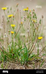 Attēlu rezultāti vaicājumam “Leontodon autumnalis”