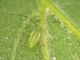 Attēlu rezultāti vaicājumam “Drepanosiphum platanoidis”