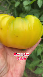 Afbeeldingsresultaat voor cabin tomato