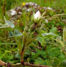 Attēlu rezultāti vaicājumam “Rosa villosa”