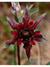 Attēlu rezultāti vaicājumam “Geranium palustre fruit”