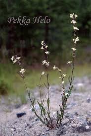 Attēlu rezultāti vaicājumam “Silene tatarica”