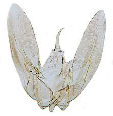 Attēlu rezultāti vaicājumam “Adaina microdactyla”