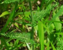 Attēlu rezultāti vaicājumam “Achillea millefolium leaf”