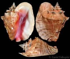 Image result for Aliger gigas