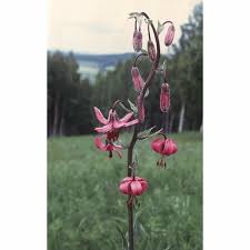 Attēlu rezultāti vaicājumam “Lilium martagon”