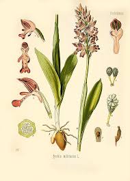 Attēlu rezultāti vaicājumam “Orchis militaris”