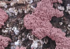 Attēlu rezultāti vaicājumam “Arcyria imperialis”