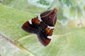 Attēlu rezultāti vaicājumam “Pyralis regalis”