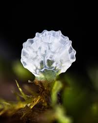 Attēlu rezultāti vaicājumam “Badhamia utricularis spores”