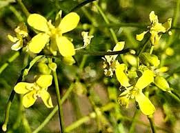 Attēlu rezultāti vaicājumam “Sisymbrium altissimum leaf”