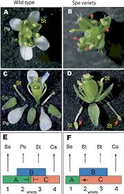 Attēlu rezultāti vaicājumam “Capsella bursa-pastoris flower”