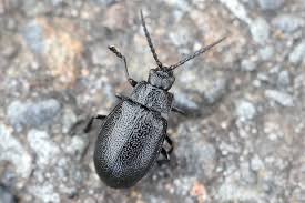 Attēlu rezultāti vaicājumam “Galeruca tanaceti”