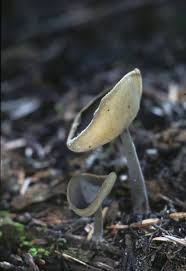 Attēlu rezultāti vaicājumam “Helvella macropus”