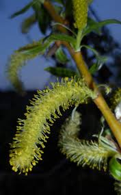 Attēlu rezultāti vaicājumam “Salix fragilis”