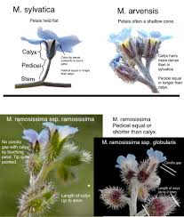 Attēlu rezultāti vaicājumam “Myosotis ramosissima flower”