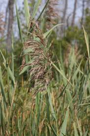 Attēlu rezultāti vaicājumam “Phragmites communis fruit”
