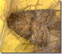 Attēlu rezultāti vaicājumam “Rusina ferruginea female”