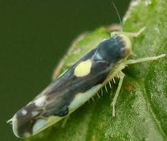 Attēlu rezultāti vaicājumam “Eupteryx vittata”