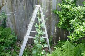 Attēlu rezultāti vaicājumam “Lapsana communis bud”