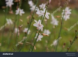 Image result for Asphodelus fistulosus