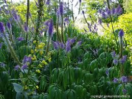 Image result for Priona Tuinen