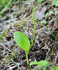 Attēlu rezultāti vaicājumam “Malaxis monophyllos flower”