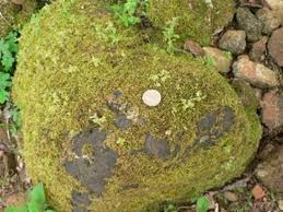 Attēlu rezultāti vaicājumam “Didymodon fallax var. brevifolius”